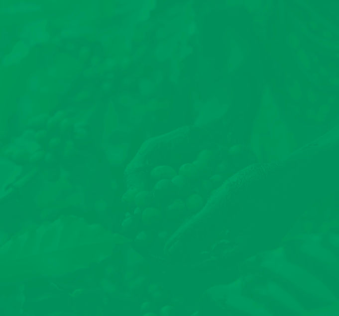 02. BG Program Overview .webp