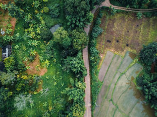 Surmonter les obstacles liés aux données de géolocalisation : entretien avec l’expert SIG de Koltiva pour la surveillance de la déforestation et la transparence des chaînes d’approvisionnement