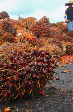 Photo Program Overview-left.webp