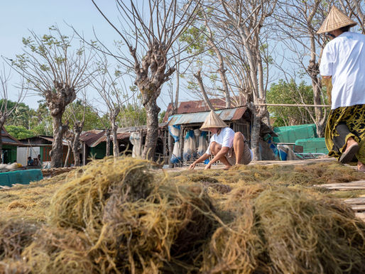 Seaweed Supply Chain Traceability: How Uluu Is Building a Sustainable and Certification-Ready Supply Chain