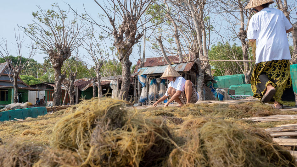 Seaweed Supply Chain Traceability: How Uluu Is Building a Sustainable and Certification-Ready Supply Chain