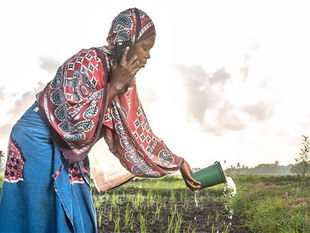 Scaling impactful digital agricultural services in the last mile