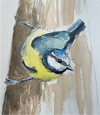 Watercolor painting of a blue tit clinging to a tree trunk, with yellow and blue feathers and fine ink details.
