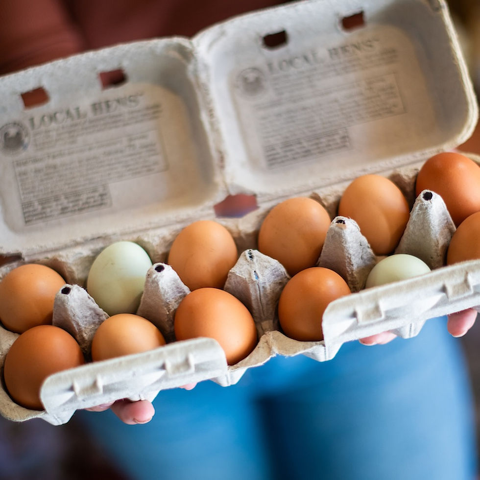 Hens at 46 Ranch