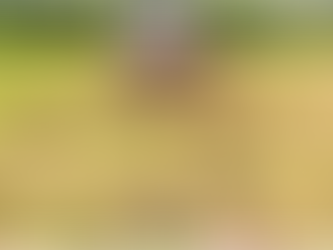 Pasture-Raised Eggs at 46 Ranch: 600 Hens on California’s Central Coast