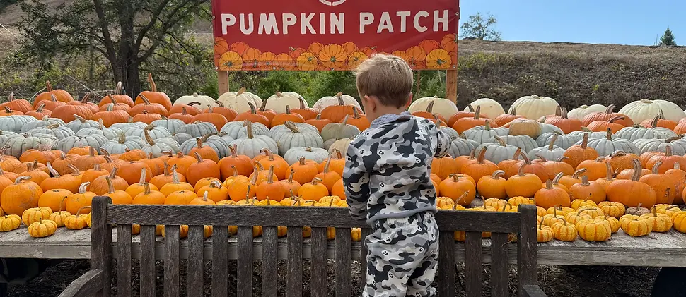 pumpkin patch1.webp