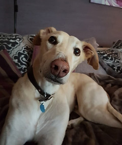 Luke (Dog No 2)