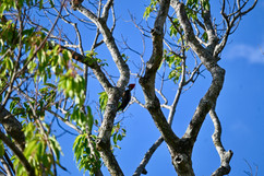 Woodpecker