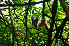 white face monkey