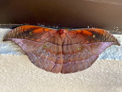 beautiful butterfly