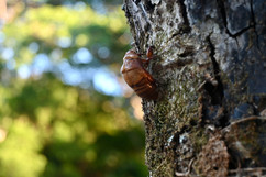 Cicada