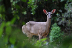 white tail deer.jpeg