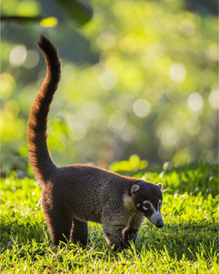 Coati.jpeg