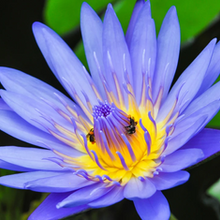 How to make blue lotus tea & its effects
