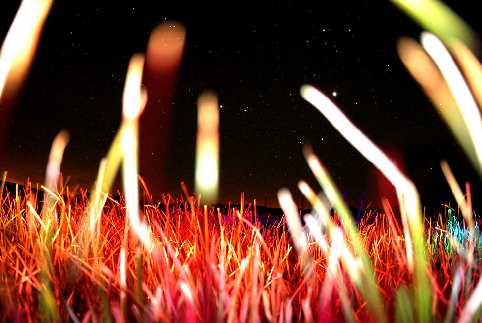 RAINBOW IN THE GRASS DSC_0014.JPG