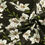 Thumbnail: Floral Pattern, Noble Lily print 100% Cotton Fabric by the yard DTP