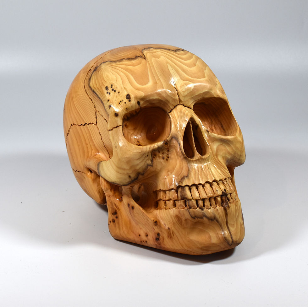 Thumbnail: Full Size Yew Skull