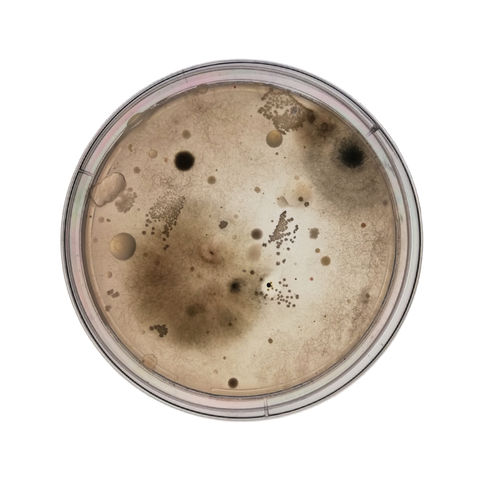 Agar_Art_Retakes 2 copy.jpg