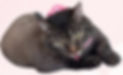 Pink Pet Shop Minimalist Your Story (1)_edited.jpg