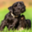 garrapatas-y-pulgas-en-perros-como-cuidar-a-tu-cachorro.webp