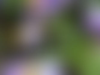 Covid, a 1 year anniversary - a blog, in 1000 Words or Less