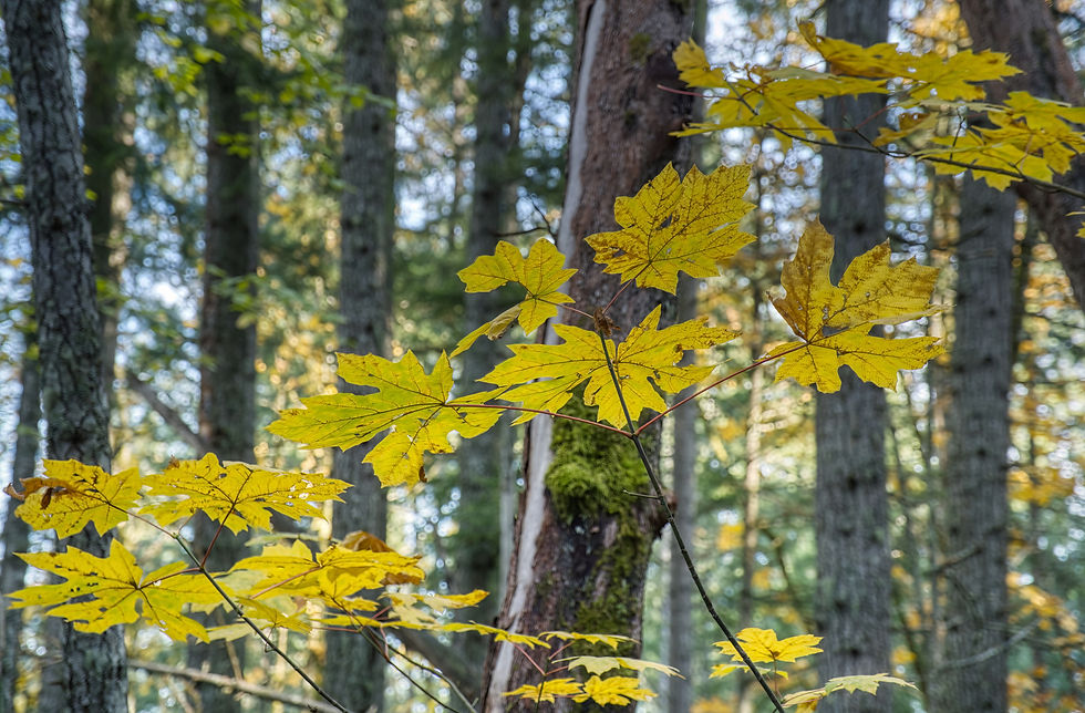 Ladysmith local0097.jpeg