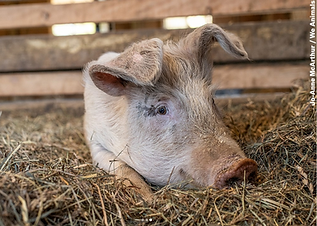 Screenshot 2026-04-25 at 23.56.23.png