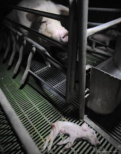 Screenshot 2026-04-24 at 14.44.08.png