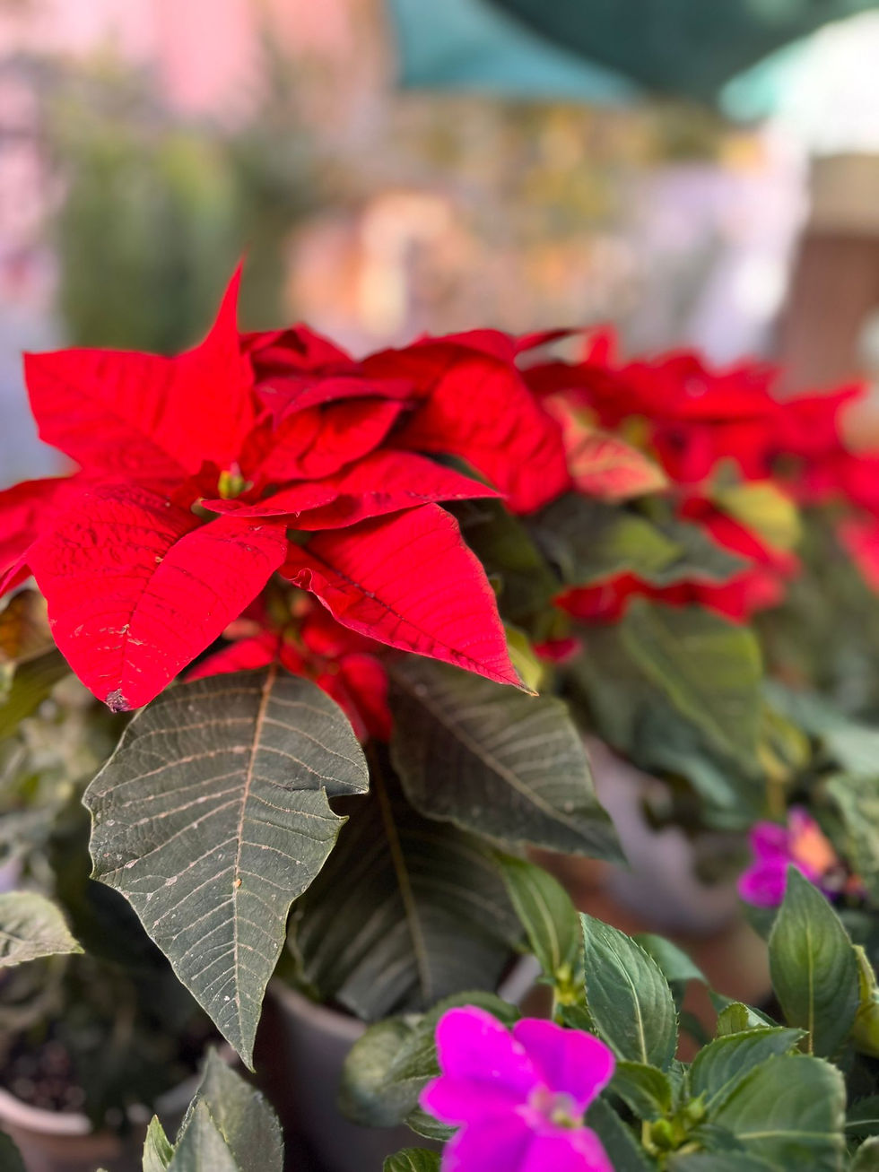 Poinsettia