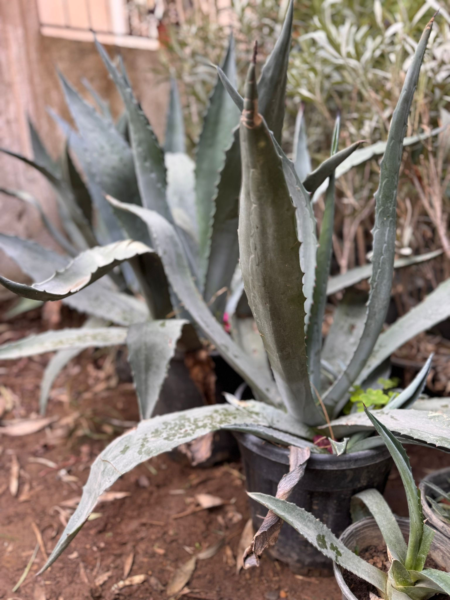 Amerikan Sabır Ağacı