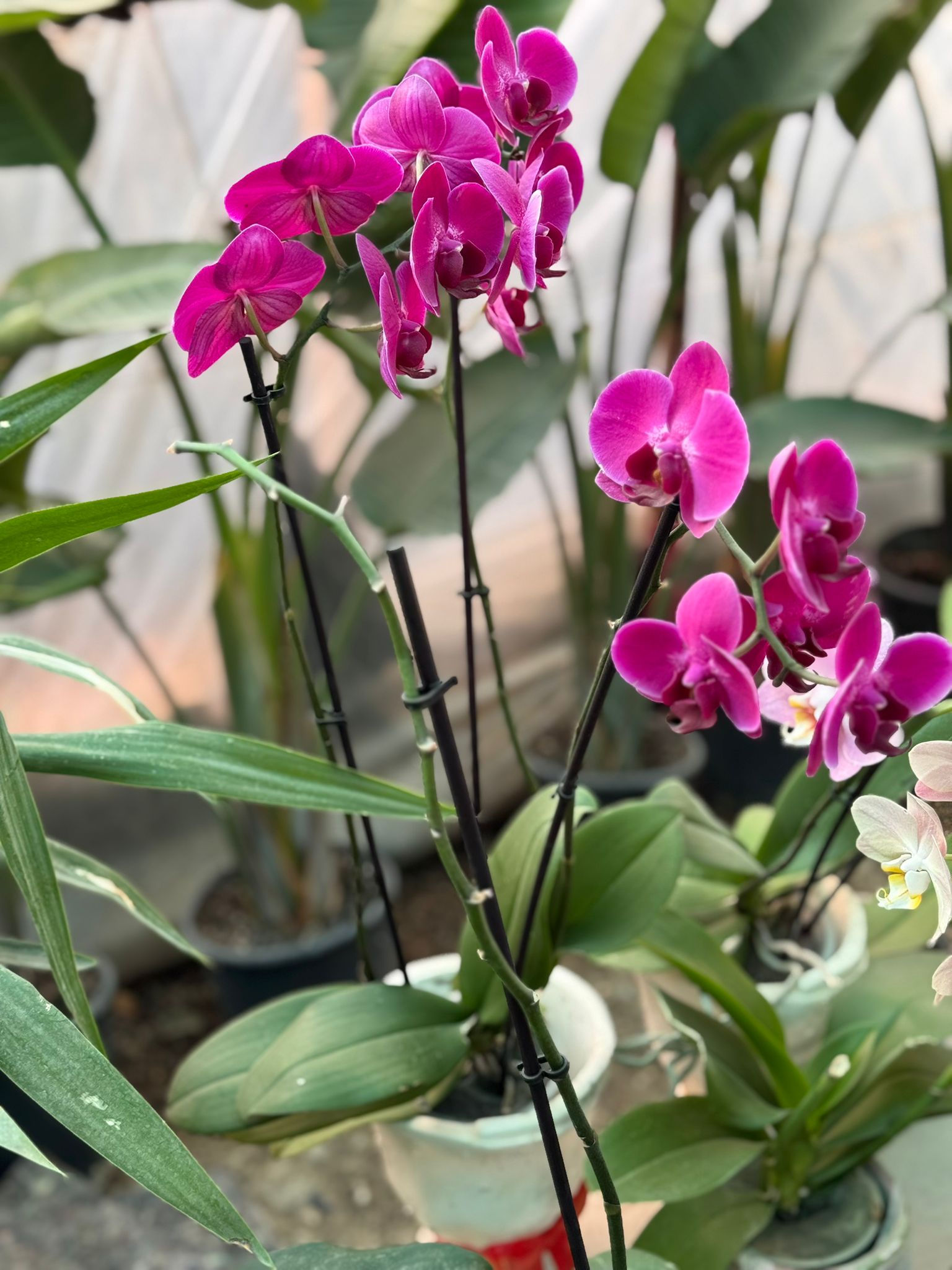 Three-Branched Orchid