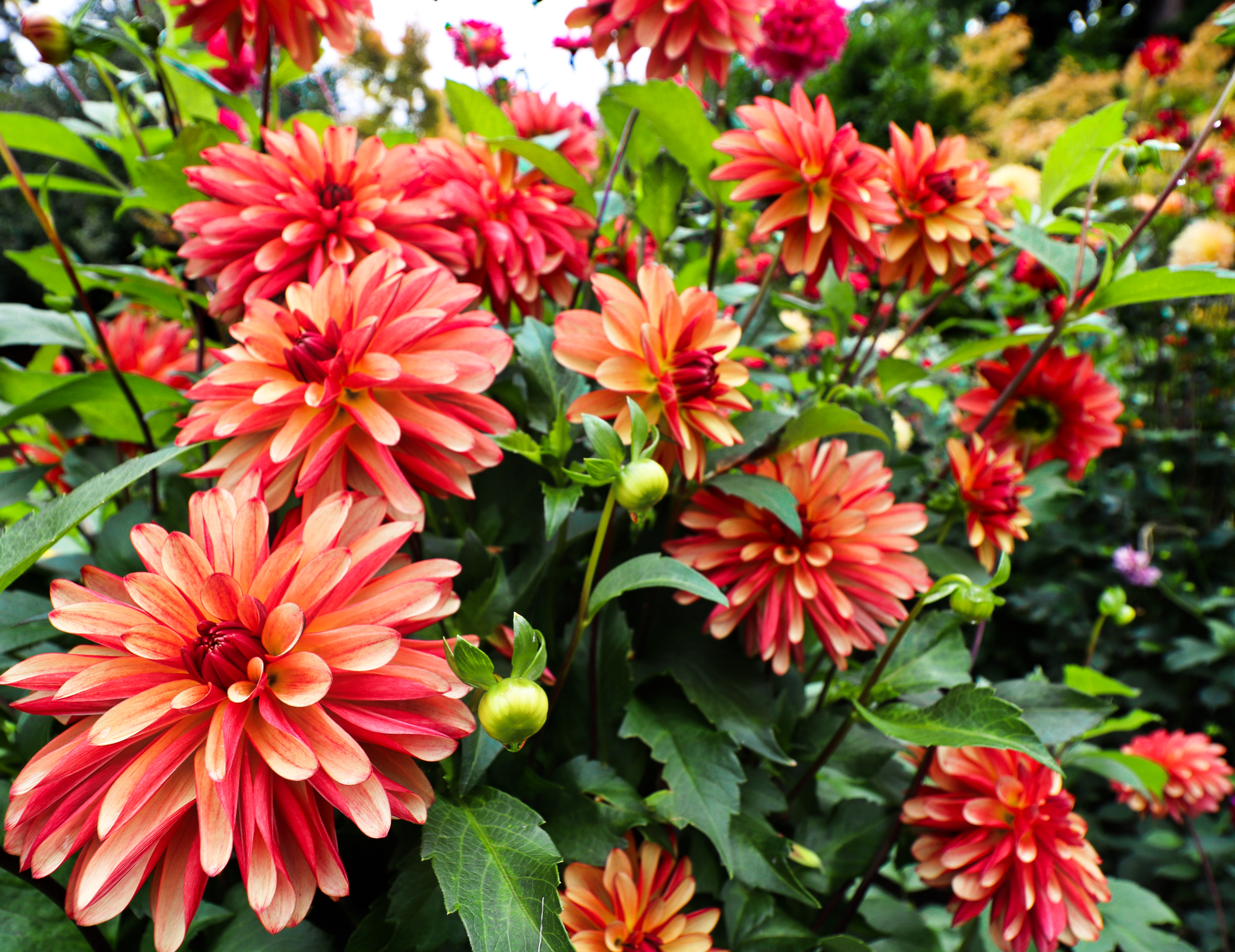 Dahlia