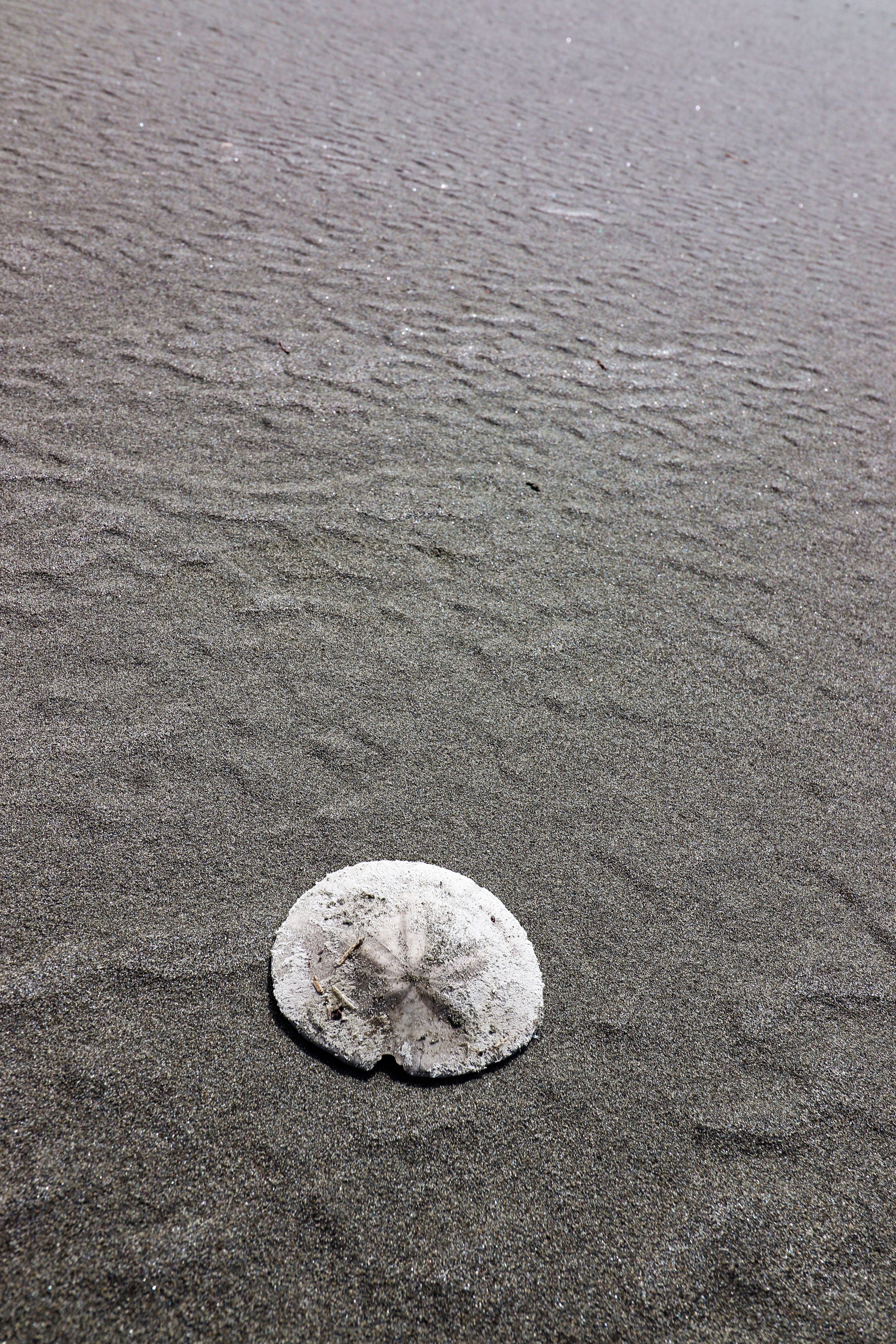 Sand Dollar