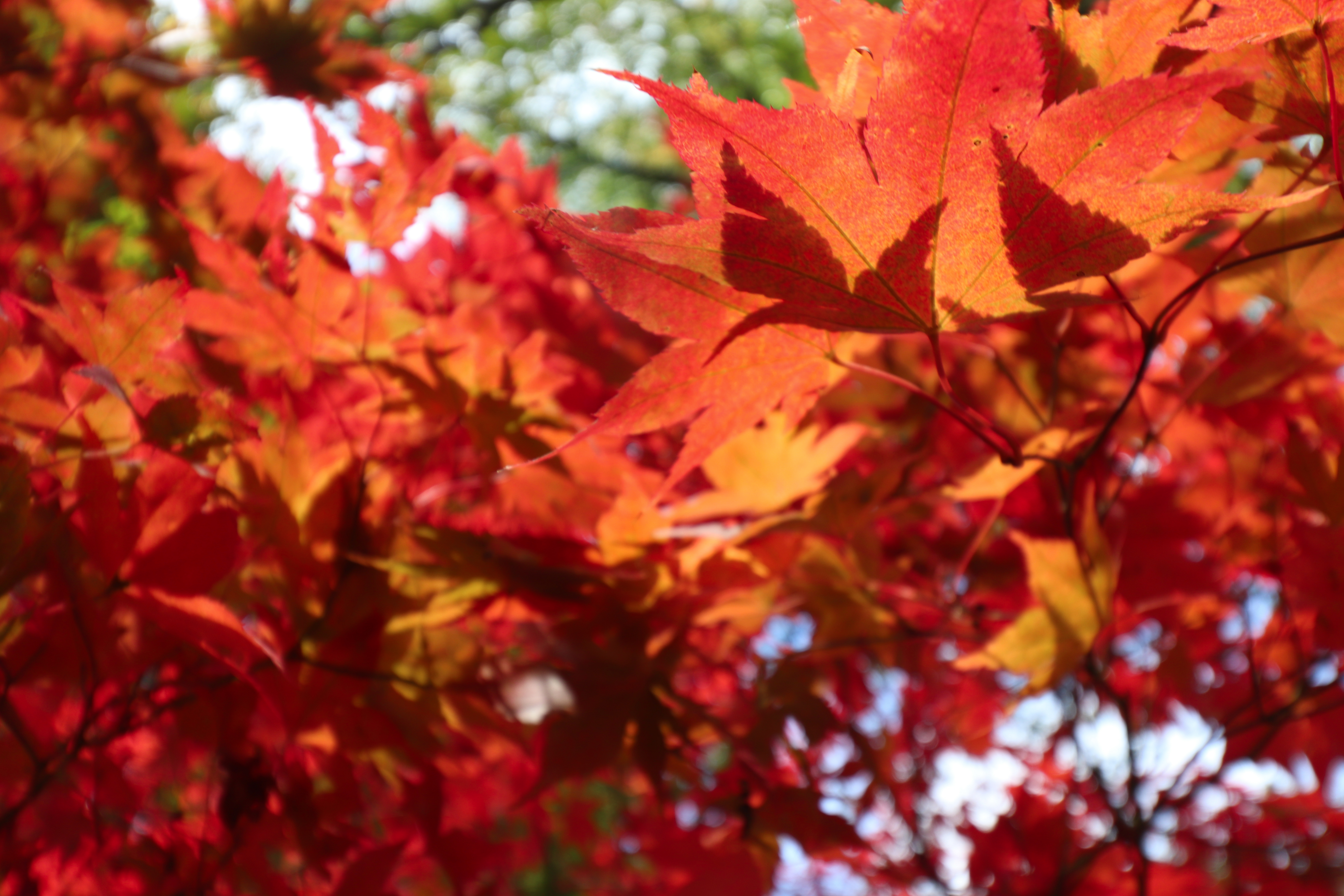 Red Leaves