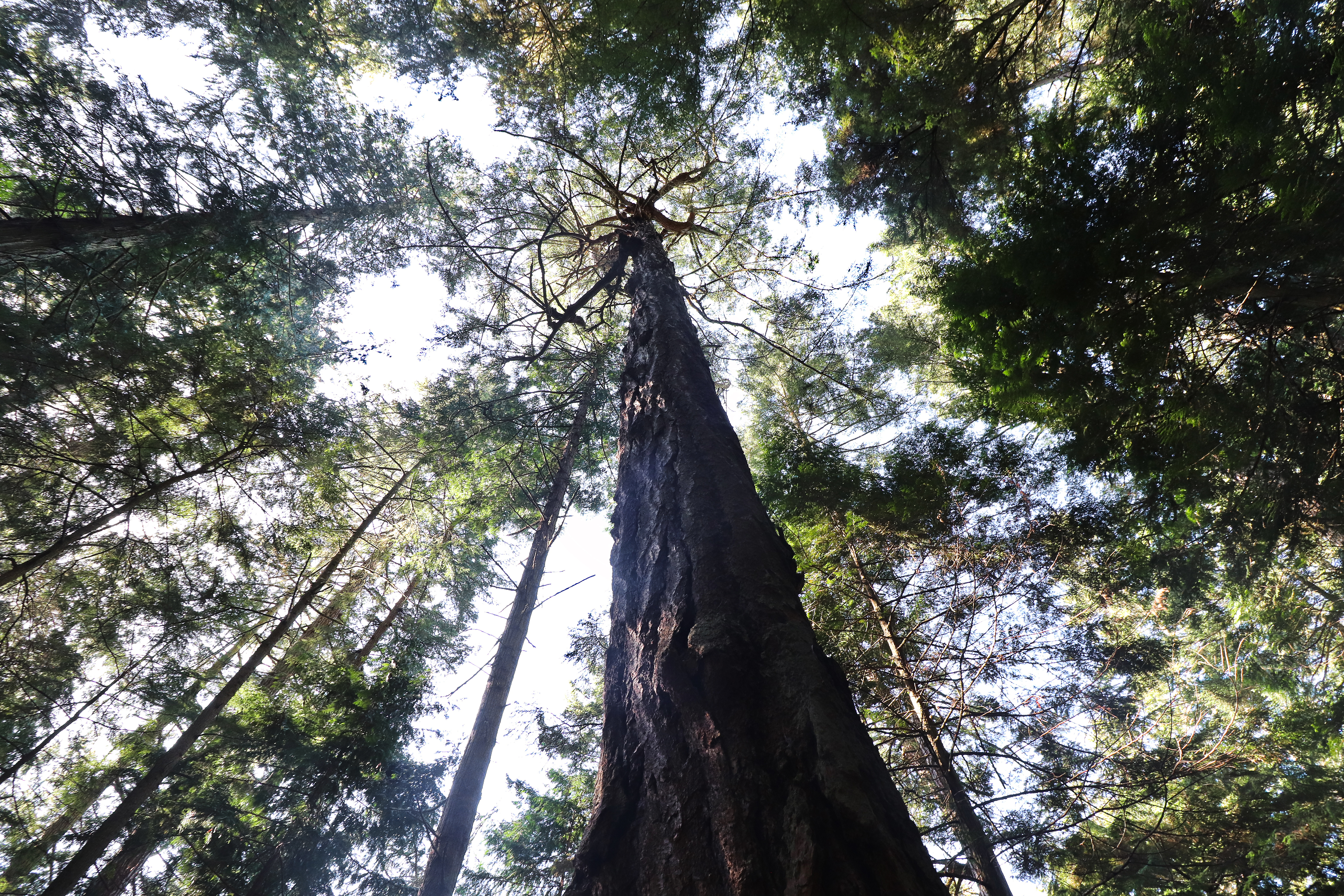 Whidbey Tree