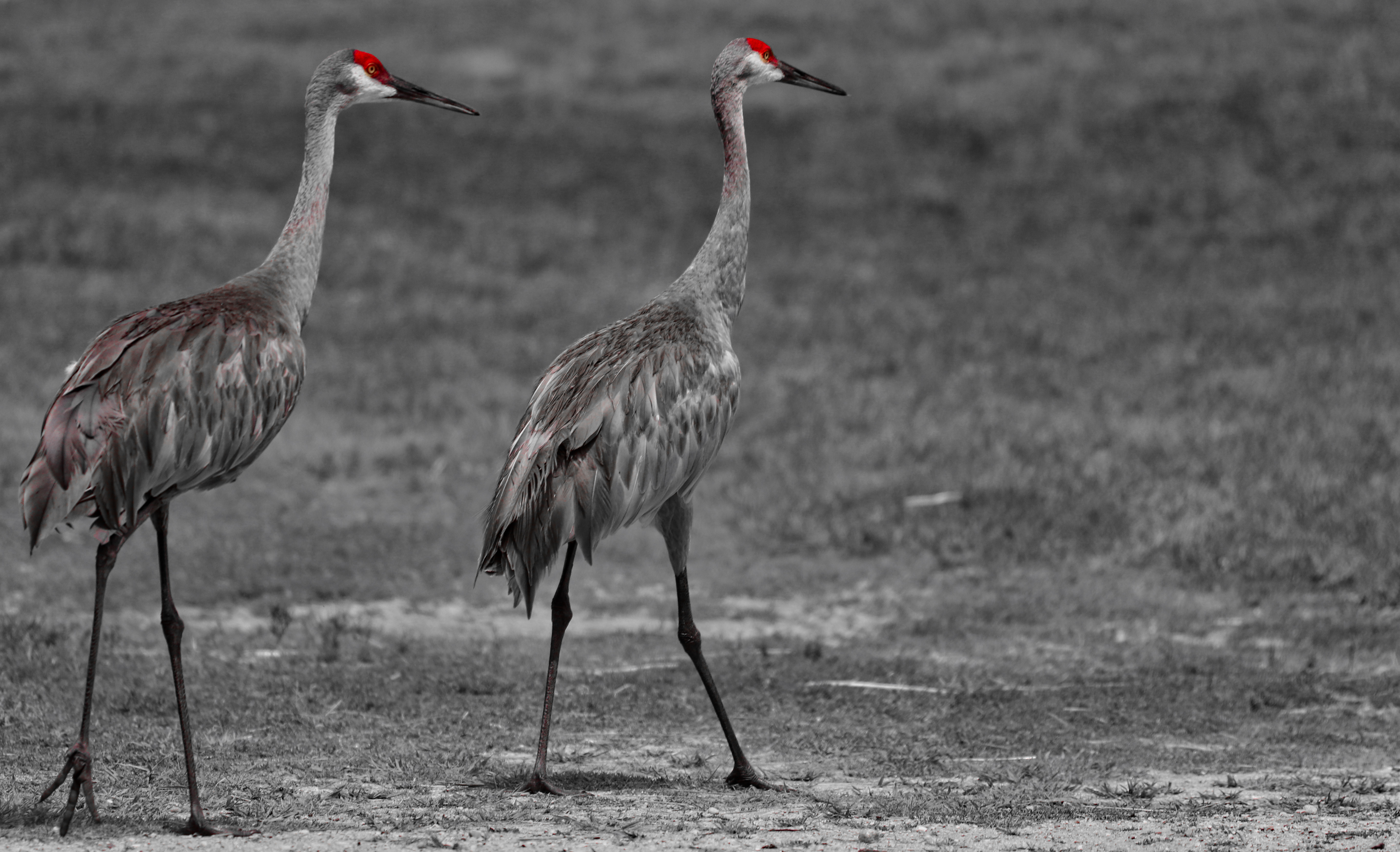 Two Cranes