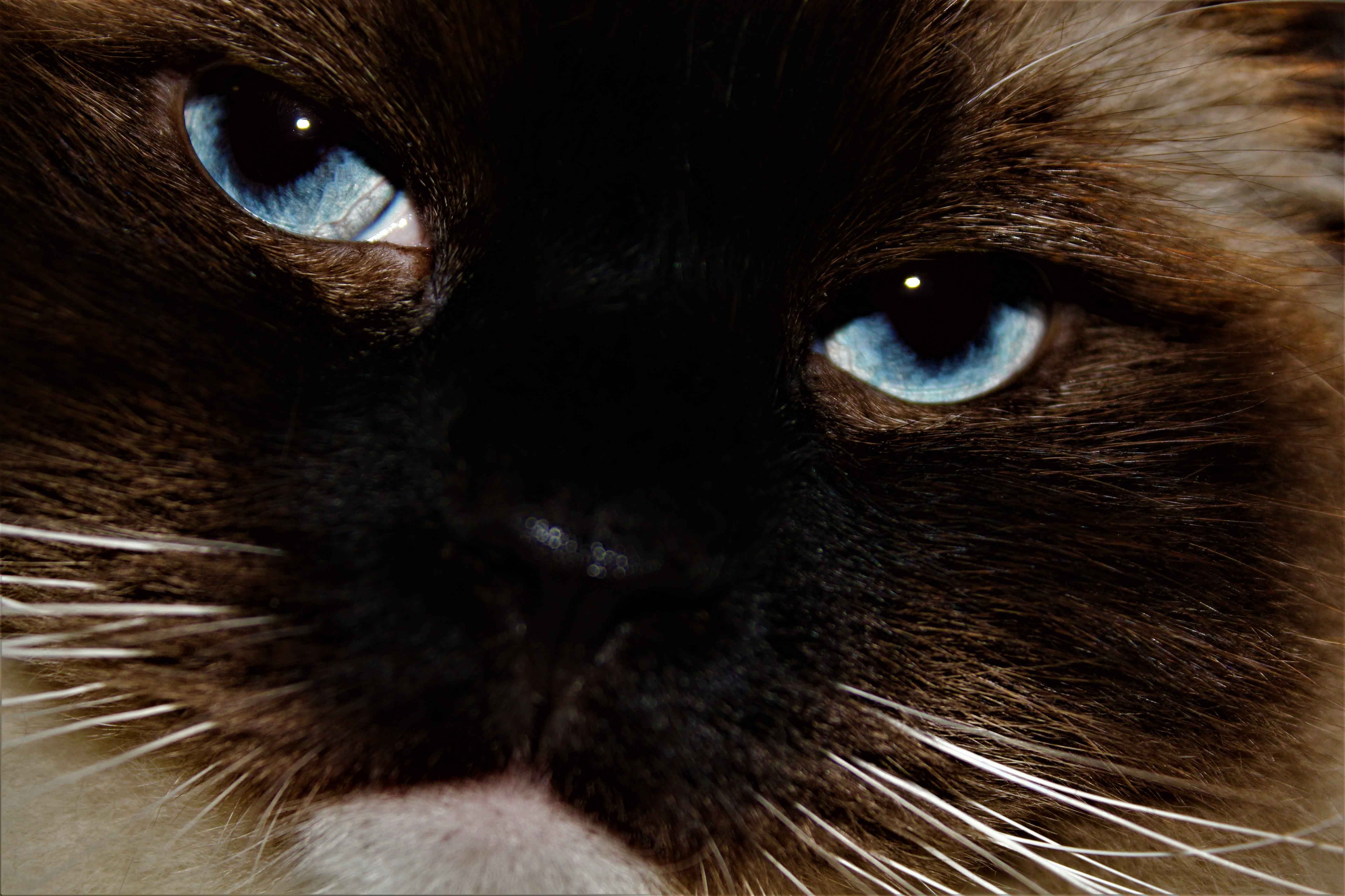 Ragdoll
