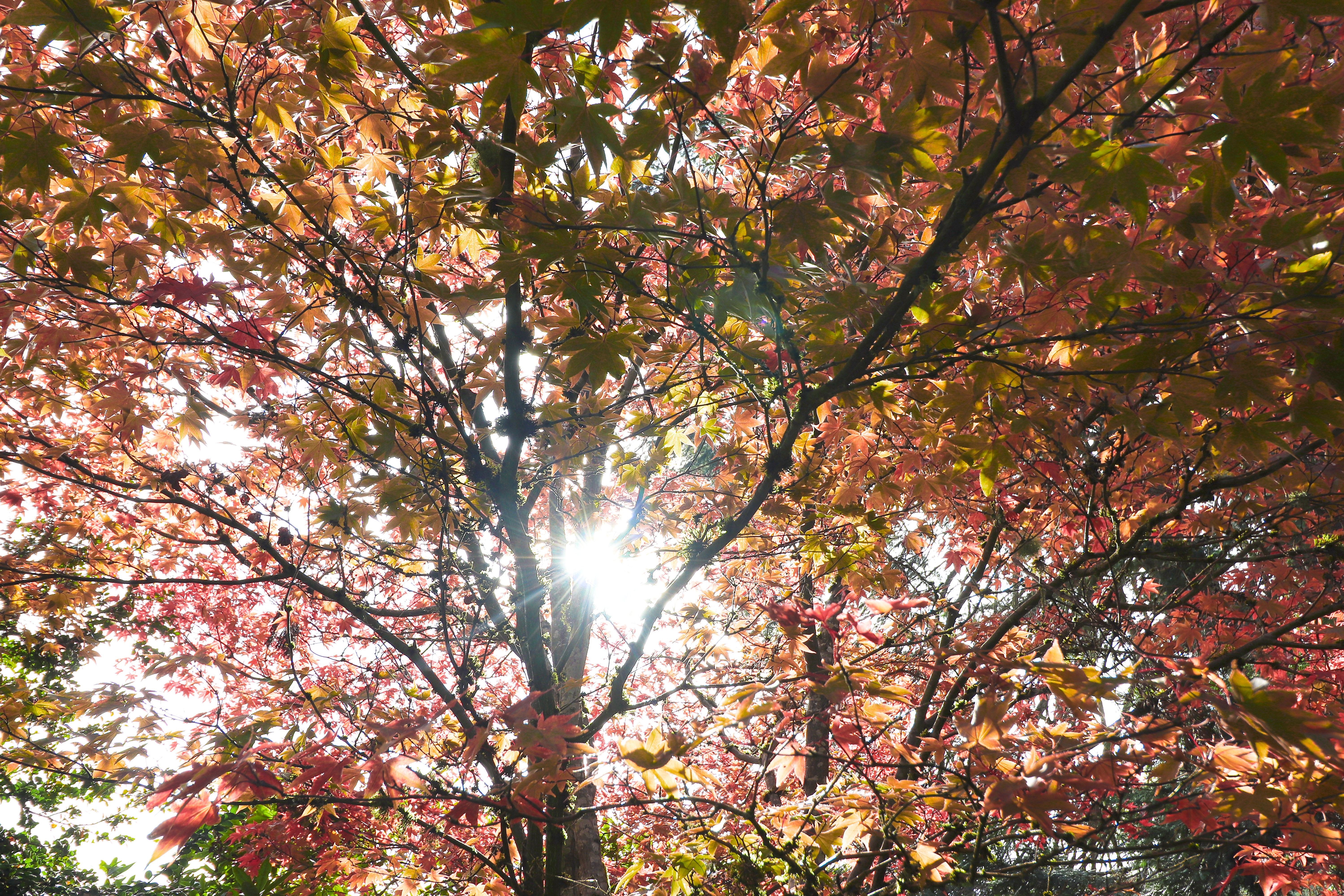 Shine Through