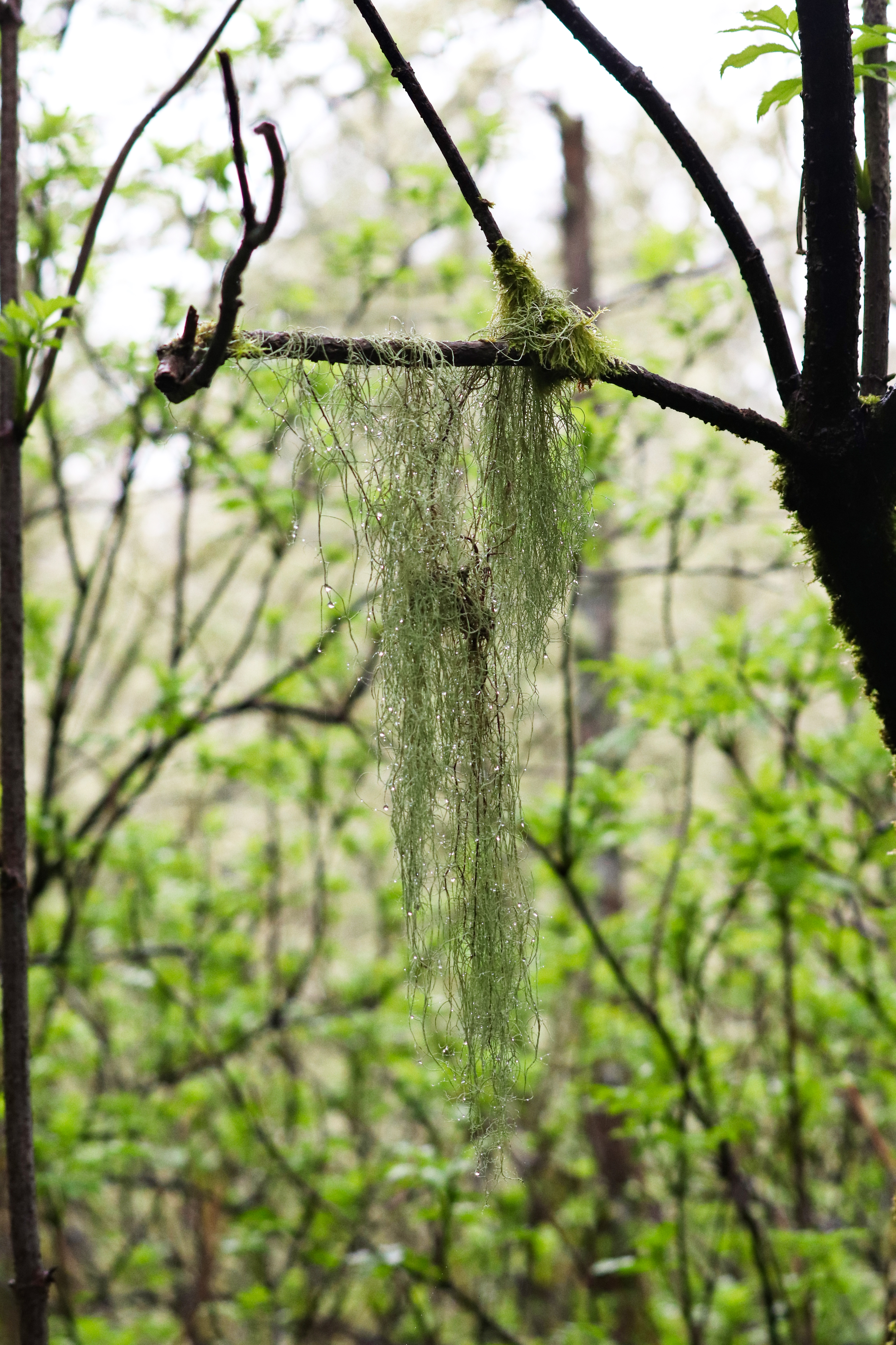 Mossy