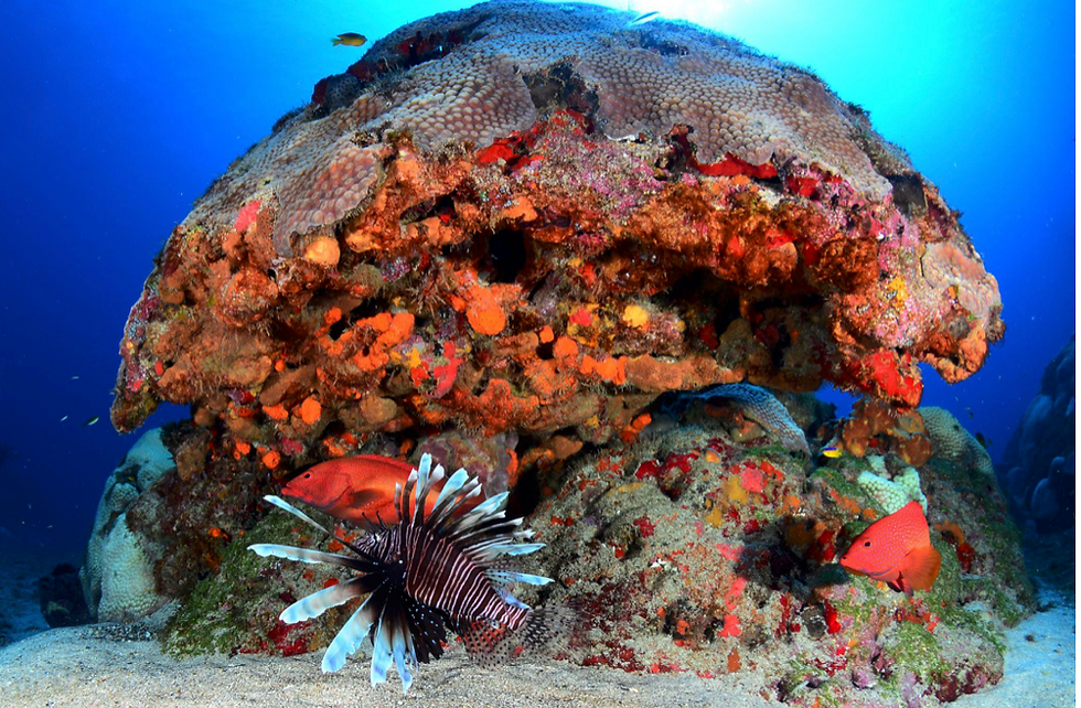 Foto: Acervo ICMBio - NGI Noronha