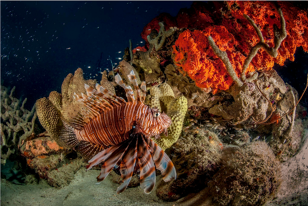 Foto: Acervo ICMBio - NGI Noronha