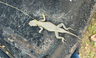 Manejo da espécie exótica invasora Tropidurus Hispidus é realizado em Fernando de Noronha