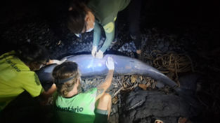 Filhote de Baleia-Bicuda-de-Cuvier encalha na Praia da Caieira, em Fernando de Noronha