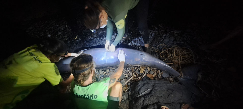 Filhote de Baleia-Bicuda-de-Cuvier encalha na Praia da Caieira, em Fernando de Noronha