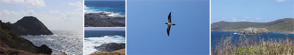 Faixa Caracas_Noronha Site.png