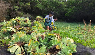 Segunda etapa de retirada da Pistia Stratiotes no mangue do Sueste