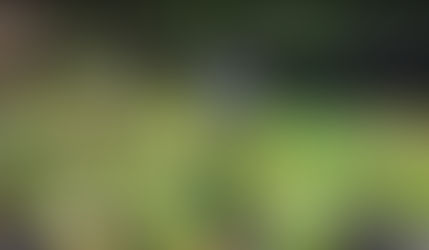 Segunda etapa de retirada da Pistia Stratiotes no mangue do Sueste