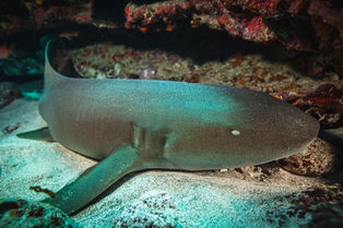 Sea Shepherd Brasil oferece curso para condutores de visitantes