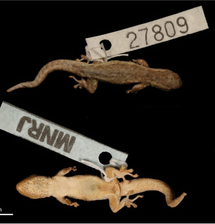 Descoberta de nova espécie de lagarto endêmico em Noronha
