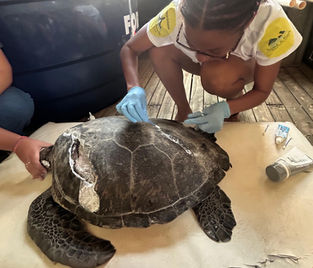 Tartaruga-verde resgatada em Noronha é transferida para reabilitação no continente